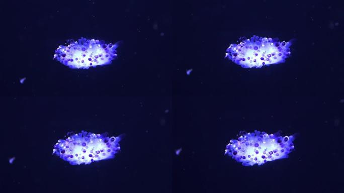 奇怪的蓝色发光水母在深蓝色的水中移动。