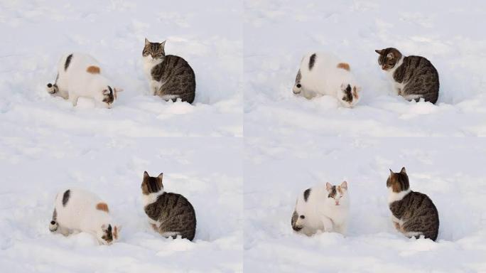 冬天雪中两只猫