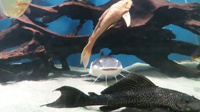 水族馆中的几种鱼类在特定的栖息地中表现出同居，银元鱼，普通的Pleco鱼，银龙鱼和银鲨