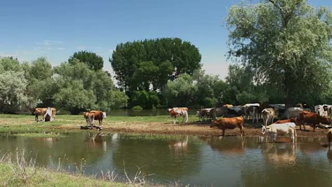 奶牛在河岸上吃草