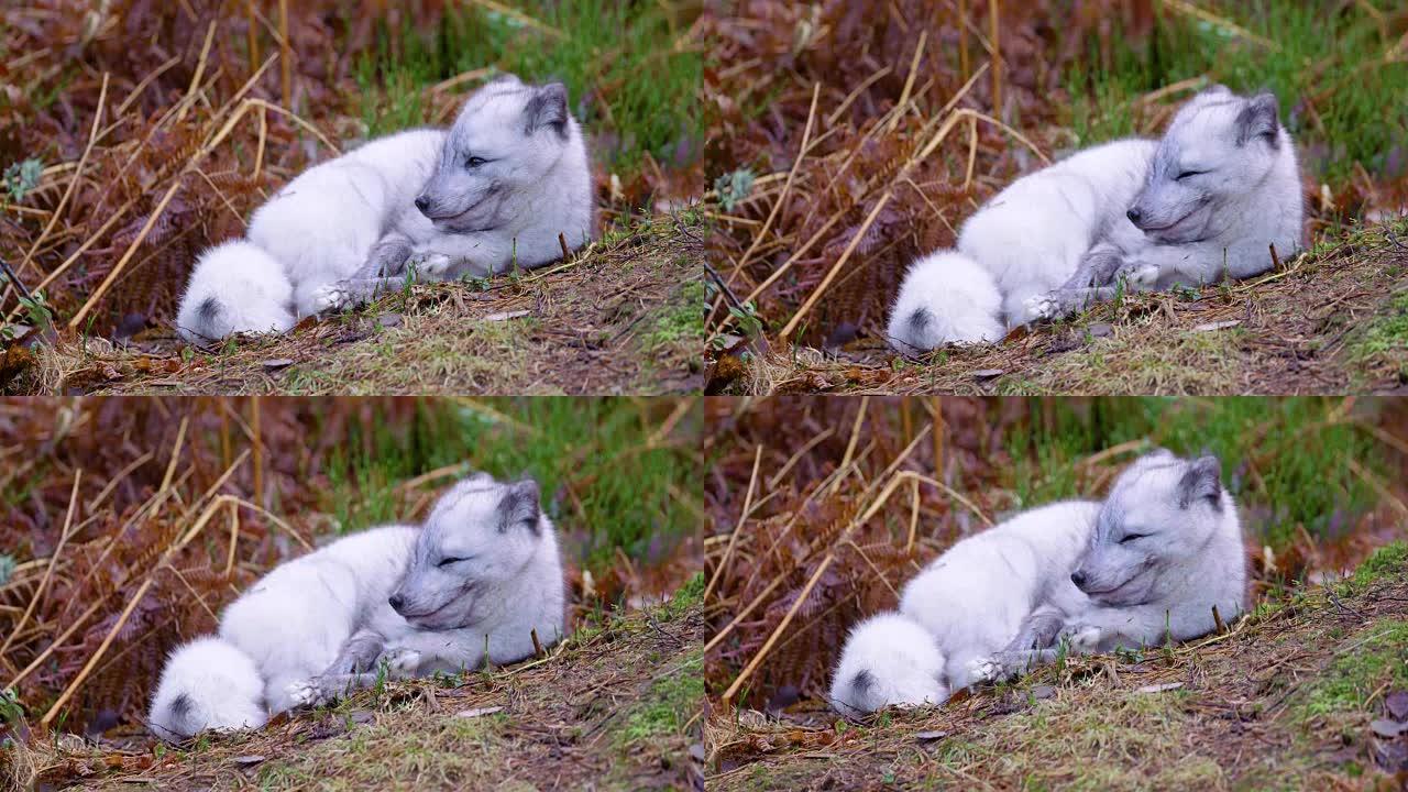 北极狐在秋末躺在森林地面上休息