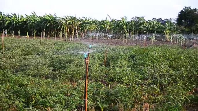 泰国种植园农业农场的多莉滑块射水斯普林格