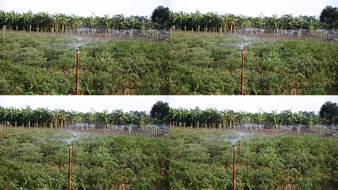 泰国种植园农业农场的多莉滑块射水斯普林格