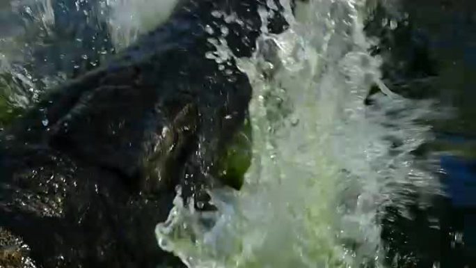 鳄鱼或鳄鱼在水中的战斗