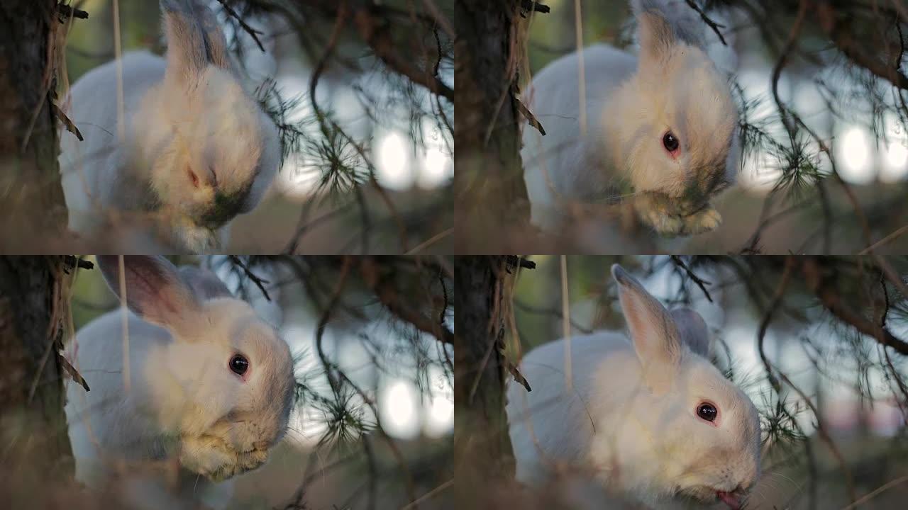 夏日森林中的白兔