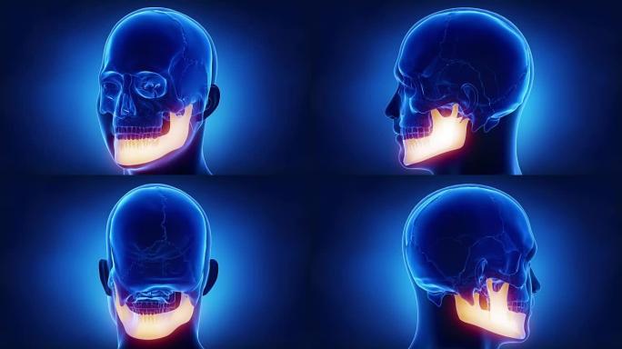 蓝色x射线头骨动画-下颌骨或下颌骨