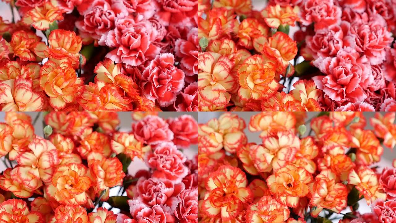 特写，从上面看，花束，旋转，花卉成分由亮黄色，橙色和粉红色的土耳其康乃馨组成