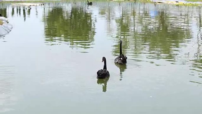 池塘里的两只黑天鹅。