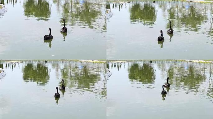 池塘里的两只黑天鹅。