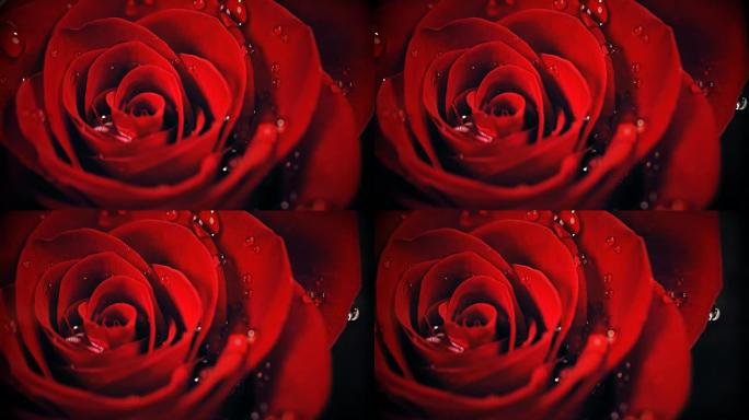 在微距镜头上拍摄的美丽玫瑰特写