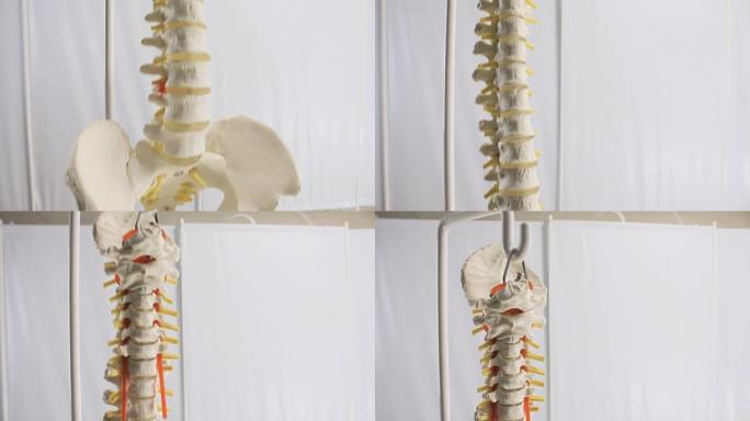 脊椎人体椎骨的石膏假人结构