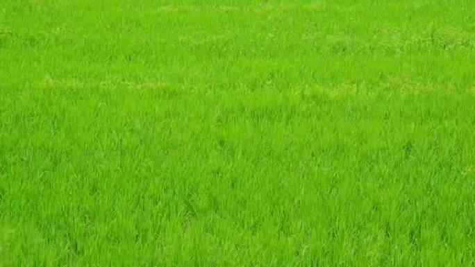 水稻发芽在农场中生长90天的时间流逝