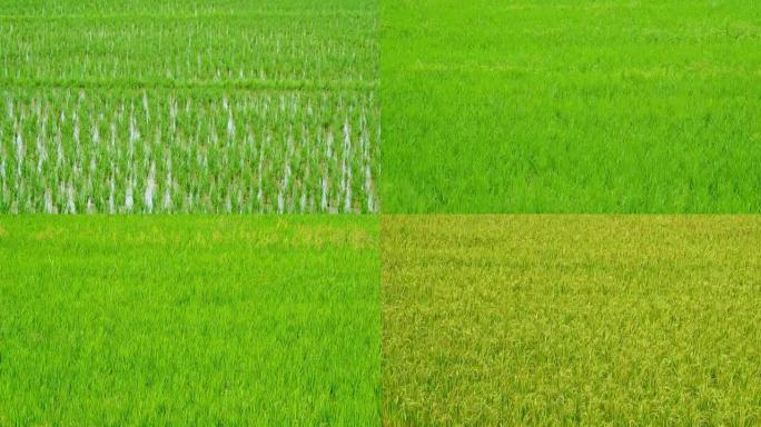 水稻发芽在农场中生长90天的时间流逝