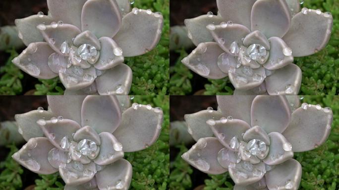 Graptopetalum，虎耳草，dickblattgew ä chs，雨滴，装饰叶，4K