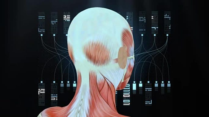 黑色背景上的女性头部肌肉，人体肌肉系统模型，环
