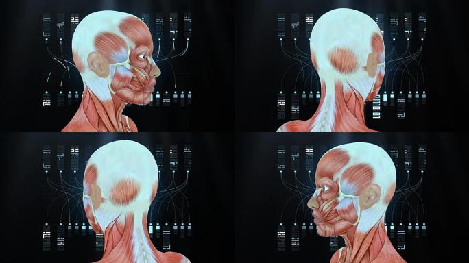 黑色背景上的女性头部肌肉，人体肌肉系统模型，环