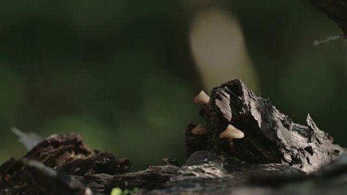 树干上的三个小苔藓4K FS700奥德赛7Q