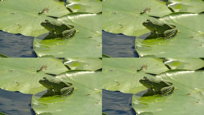 睡莲叶子上的沼泽青蛙
