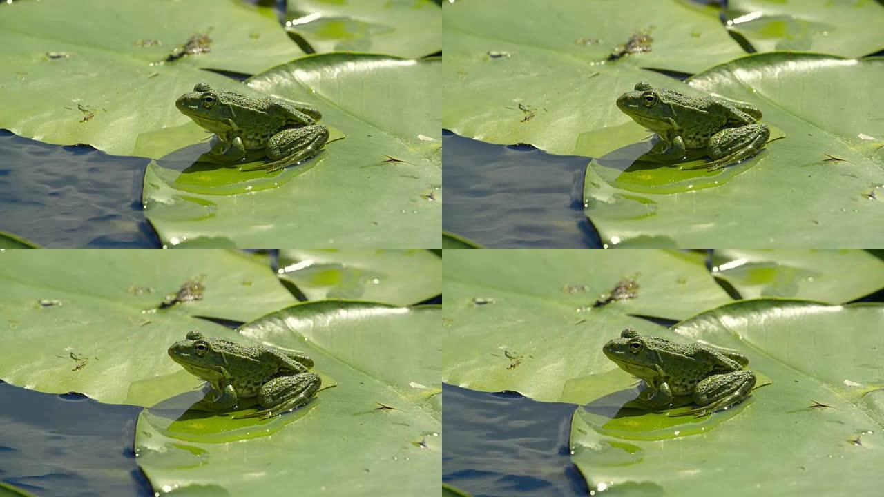 睡莲叶子上的沼泽青蛙