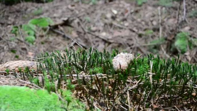 木头和锥体中的苔藓。