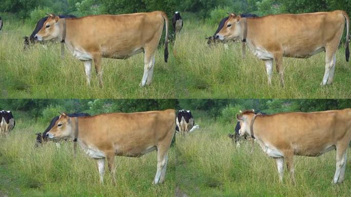 牛在草坪上咀嚼，摆姿势和冥想