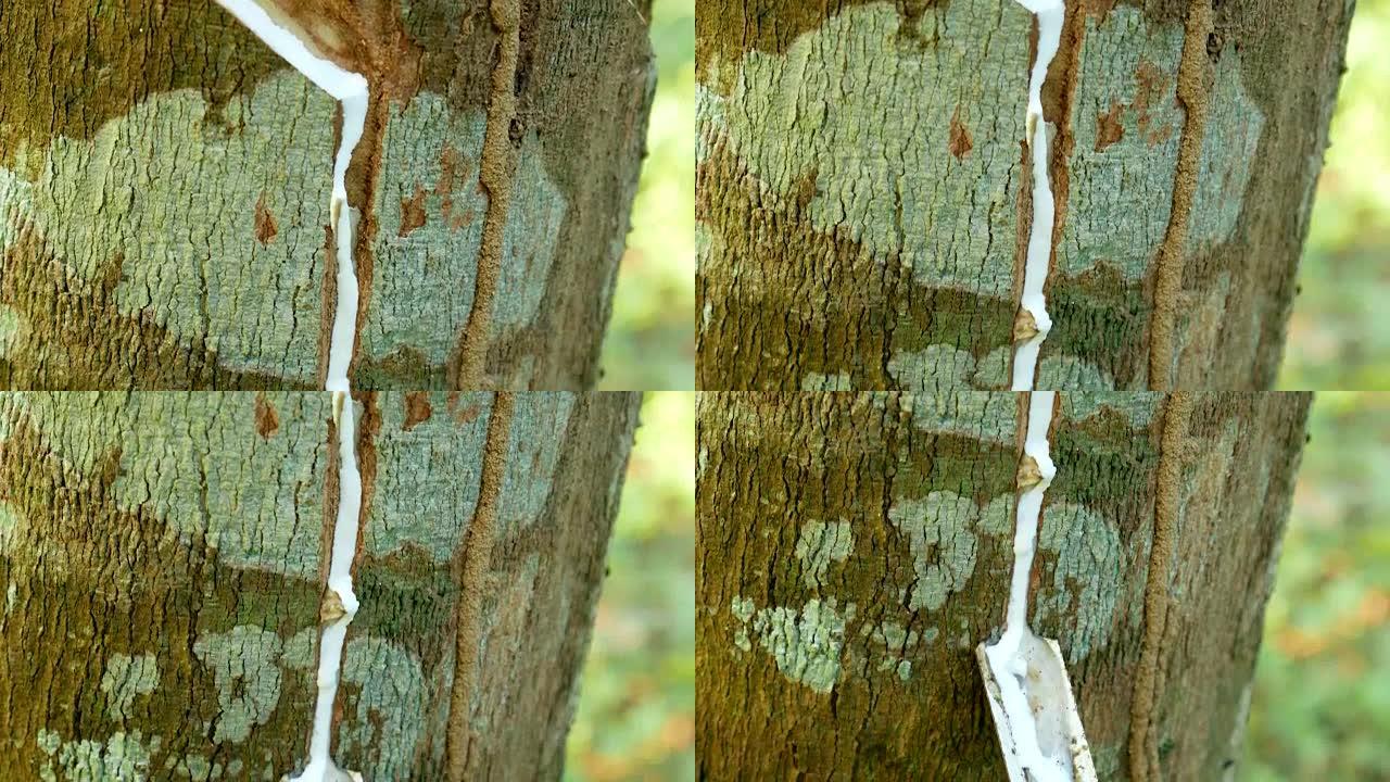 橡胶树上的橡胶乳胶的特写镜头