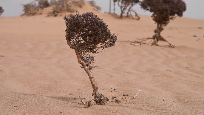 植物 沙生植物 扁桃花 野桃花 灌木根系