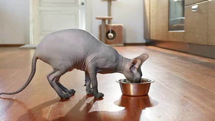 唐·斯芬克斯猫从碗里吃东西