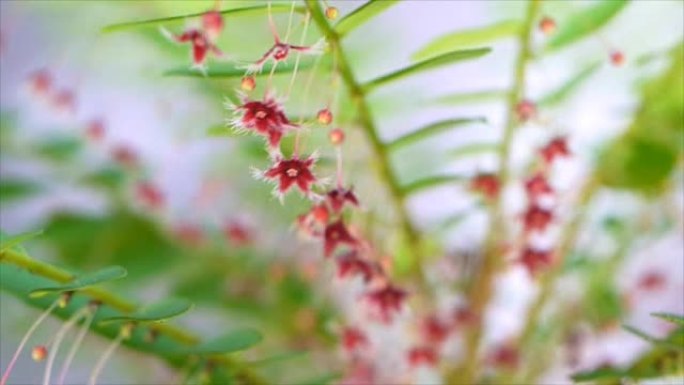 鸡蛋女人的特写花，叶下花草