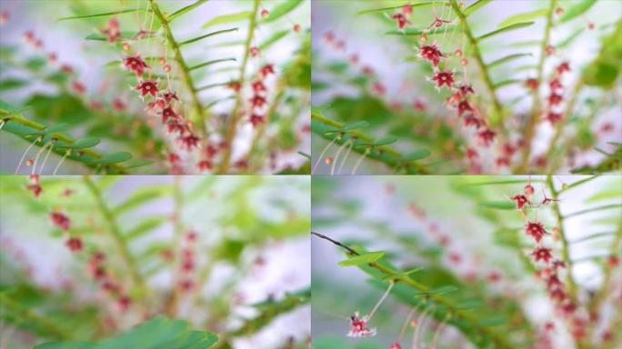 鸡蛋女人的特写花，叶下花草