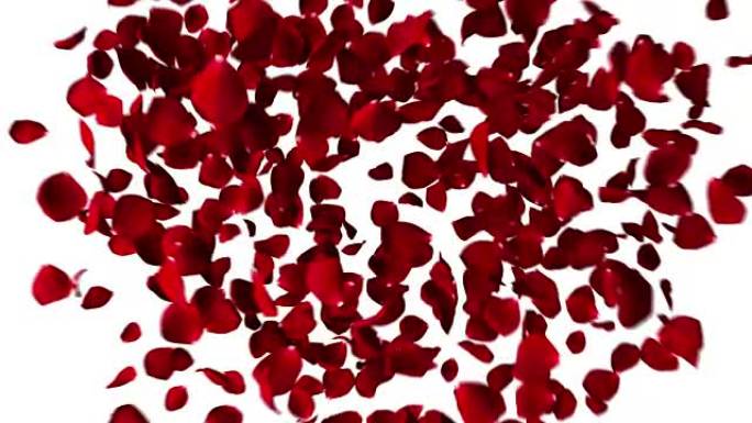 玫瑰花瓣的红心与白色背景上的漩涡飞舞，爱情和情人节概念