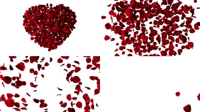 玫瑰花瓣的红心与白色背景上的漩涡飞舞，爱情和情人节概念