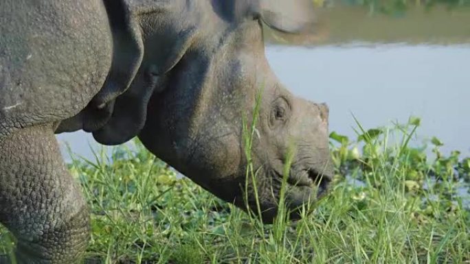 犀牛吃绿草。尼泊尔的奇旺国家公园。
