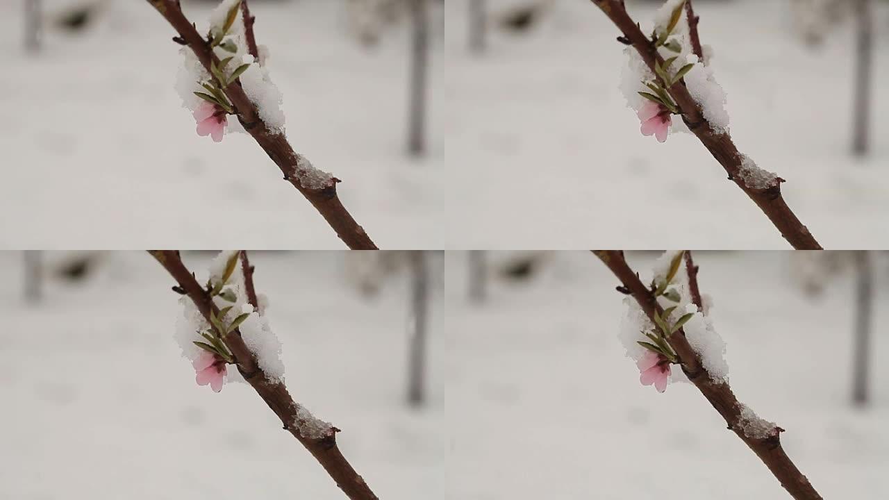 4月下雪。白雪覆盖了盛开的果树