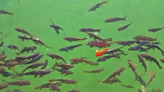 鱼在有绿色水和红色鱼的池塘中游泳