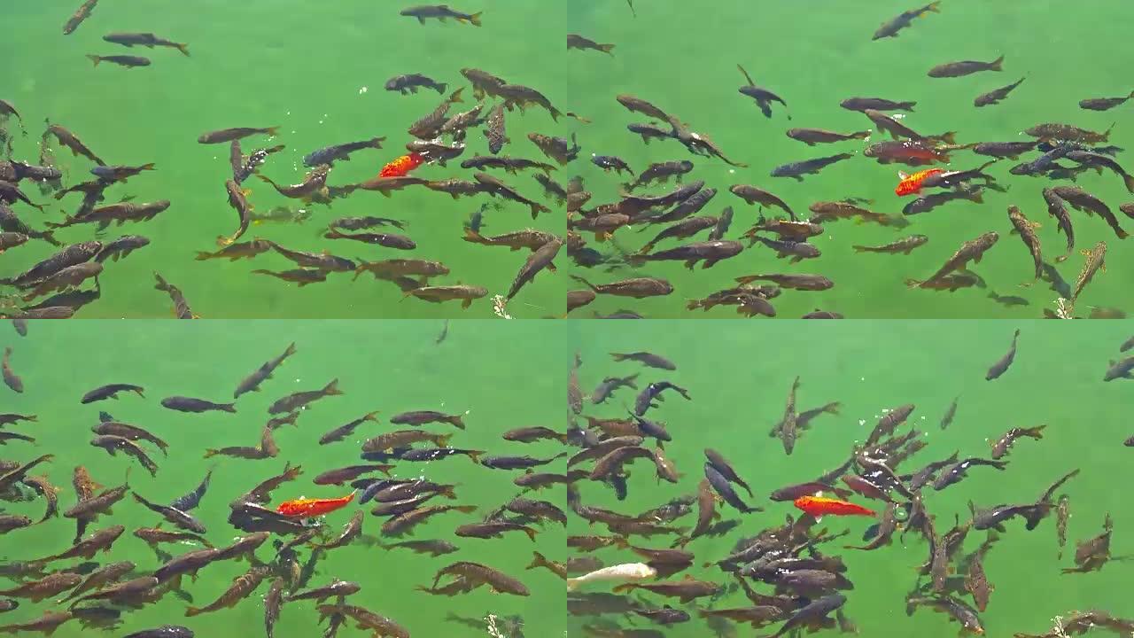 鱼在有绿色水和红色鱼的池塘中游泳