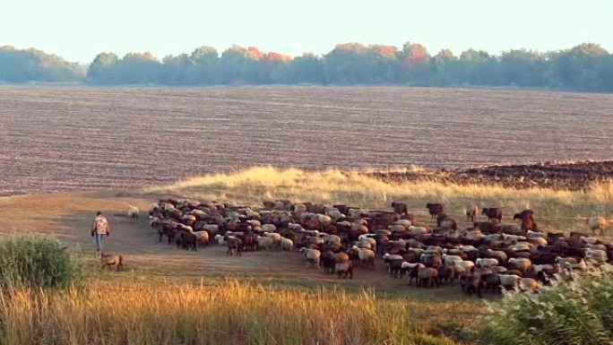 羊群在田地上移动