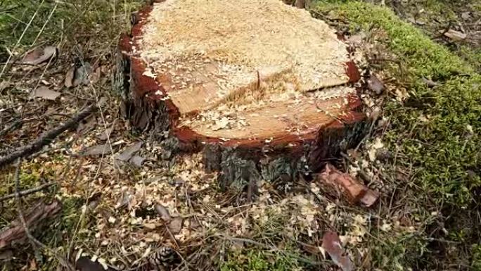 森林树桩，砍柴4K