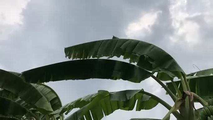 香蕉树的叶子迎风而去。