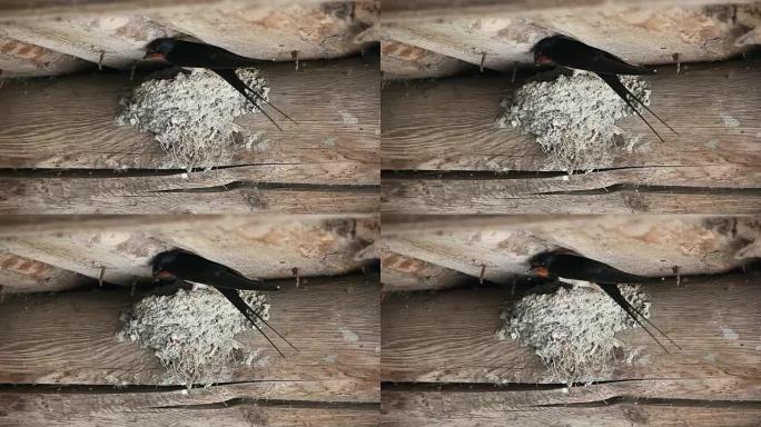 粘土燕窝，位于房屋墙壁上