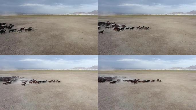 航拍一群纯种马在沙漠中行进的画面。土耳其Kayseri野马