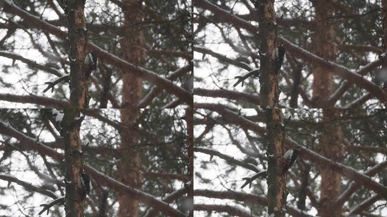 大斑点啄木鸟主要凿成树寻找食物。冬季森林中的五颜六色的鸟