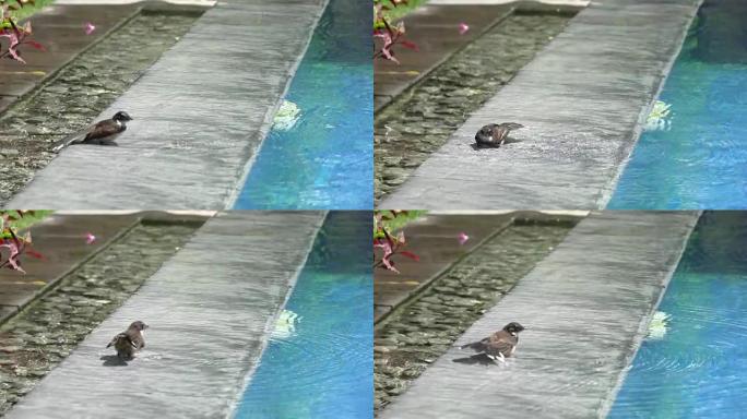 一只黑色的鸟(彩扇尾鹟，爪哇Rhipidura javanica)栖息在水池中，慢镜头