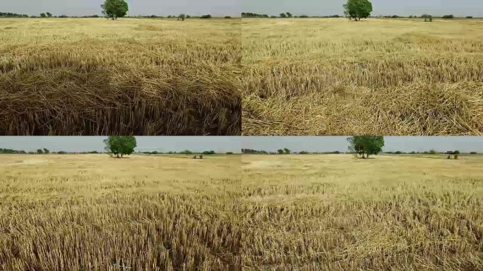 小麦收获后的空场