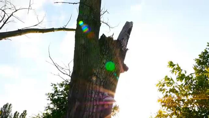 一棵破碎的树。日落。太阳光线。相机放下了