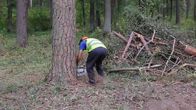 伐木工人正在用一把大电锯砍伐云杉。他正在四处砍伐，树很快就会掉在地上。特写镜头