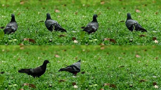 绿色草地上的鸽子
