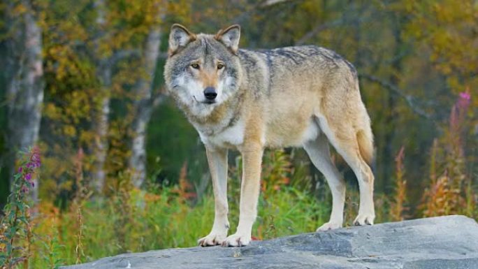 大型雄性灰狼站在森林的一块岩石上