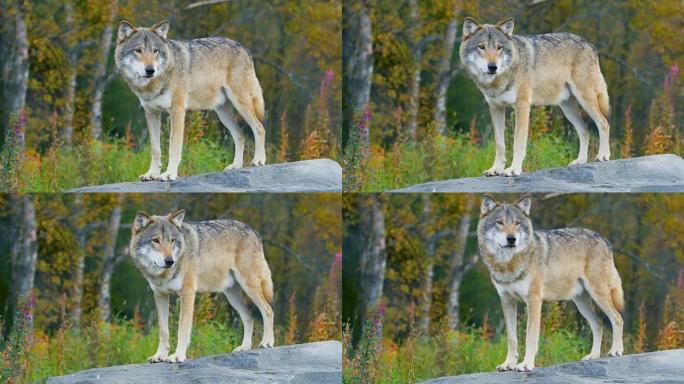大型雄性灰狼站在森林的一块岩石上