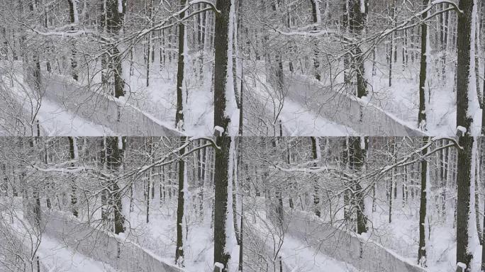 雪落在白色背景上狭窄道路的森林中